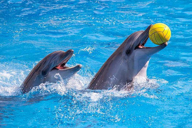Kemer Dolphin Show and Swimming with Dolphins | Round-Trip Transfer Included