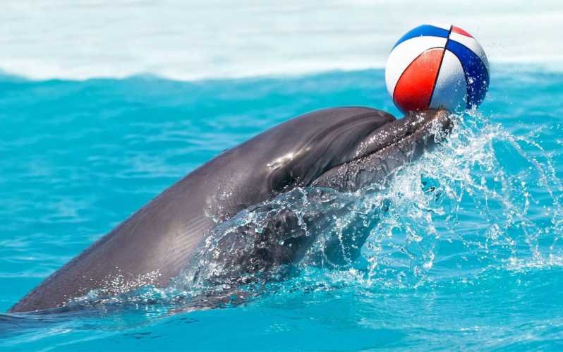 Kemer Dolphin Show and Swimming with Dolphins | Round-Trip Transfer Included