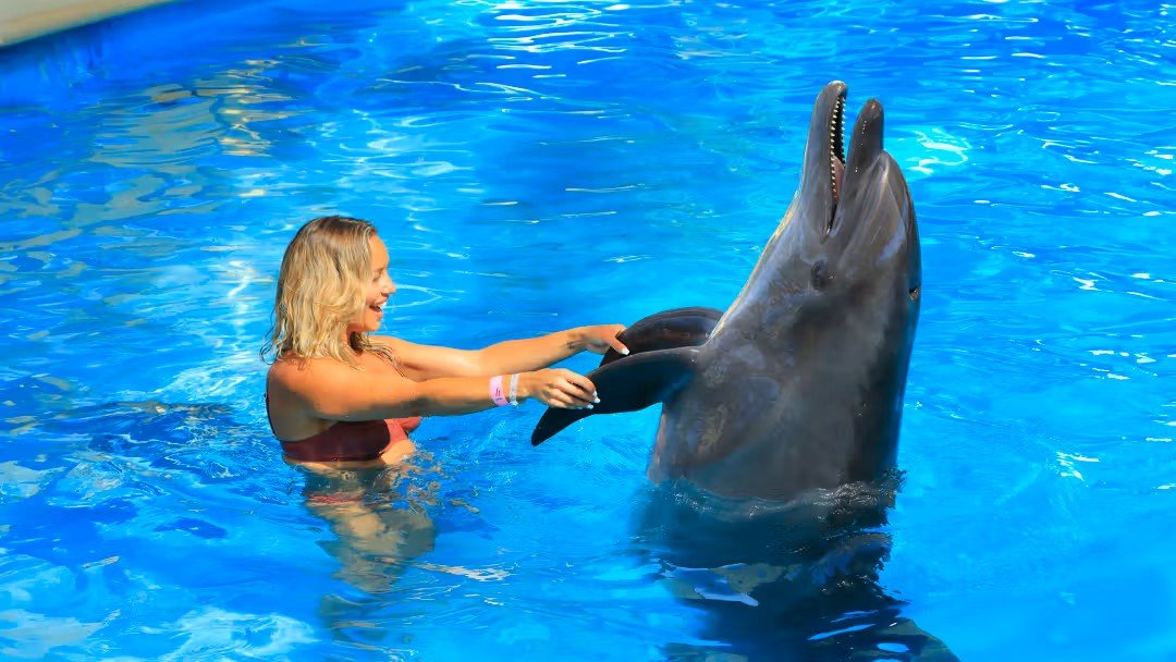 Antalya Dolphin Show and Swimming with Dolphins | Without Transfer