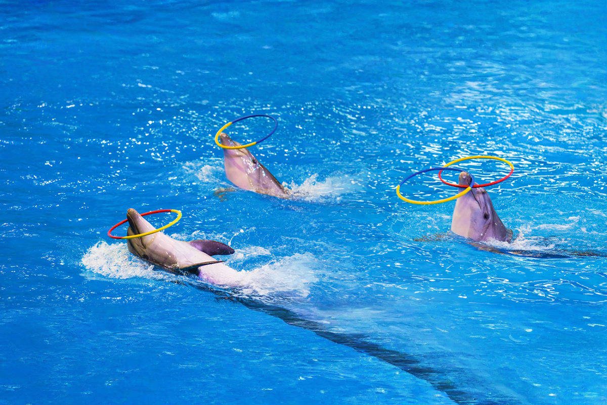 Belek Dolphin Show and Swimming with Dolphins | Both Way Transfer is Included