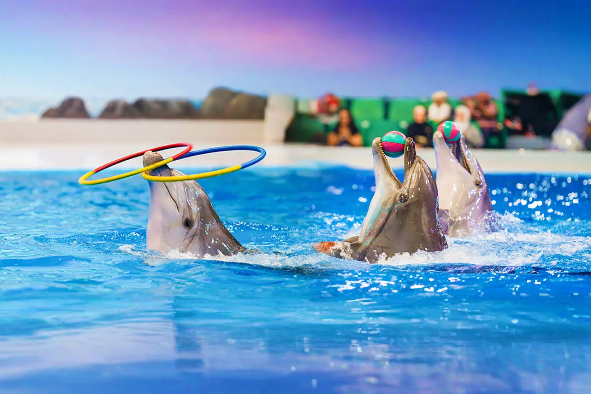 Alanya Dolphin and Sea Lion Show | Both Way Transfer is Included