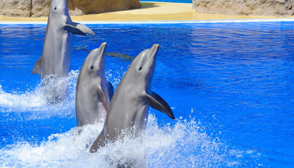 Alanya Dolphin Show and Swimming with Dolphins | Both Way Transfer is Included