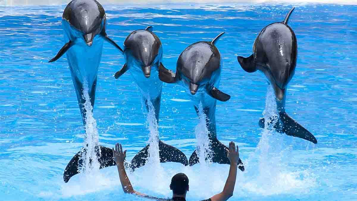 Side Dolphin and Sea Lion Show | Both Way Transfer is Included
