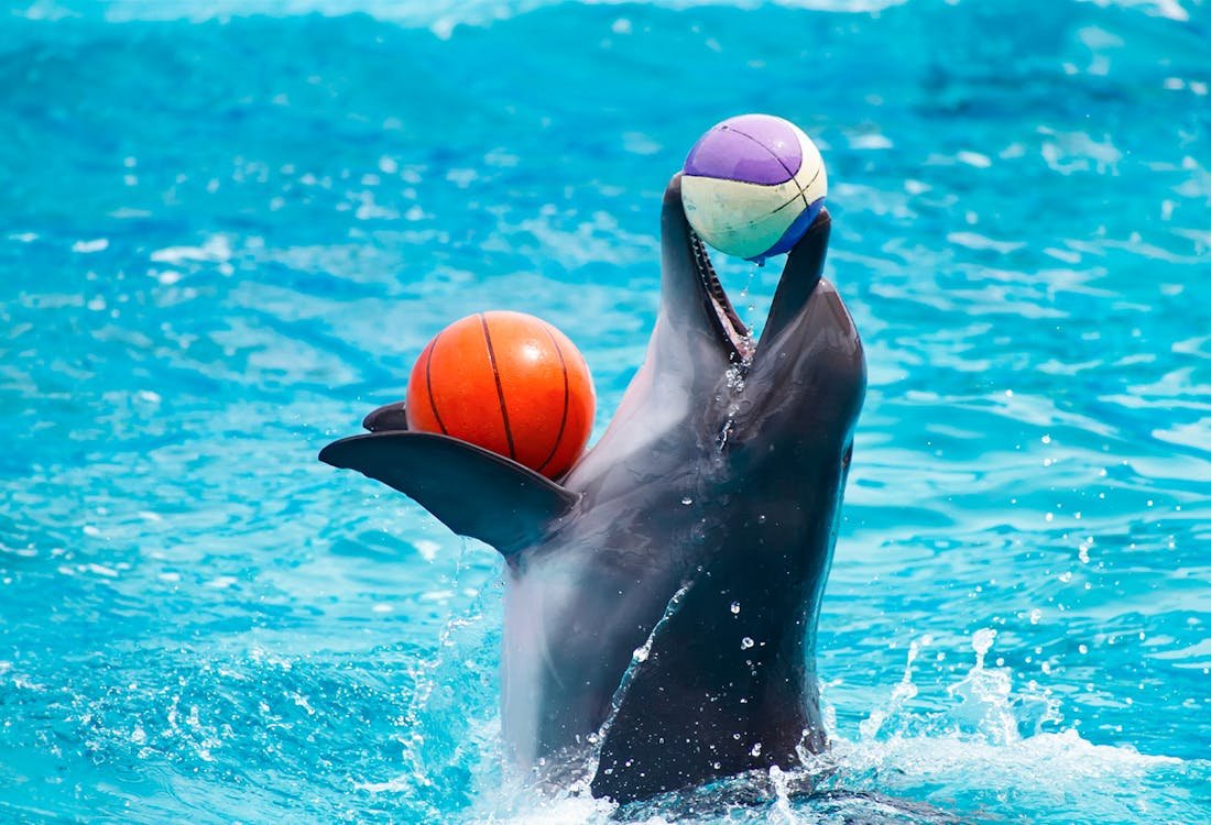Kemer Dolphin and Sea Lion Show | Two-Way Transfer Included