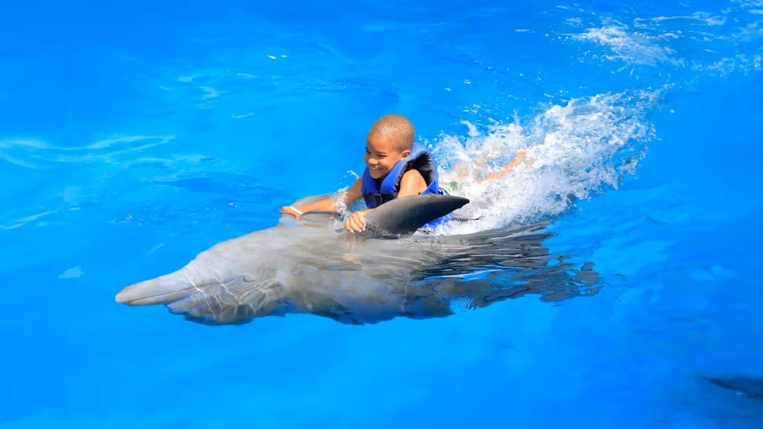 Kemer Dolphin Swimming Experience | Two-Way Hotel Transfer Included