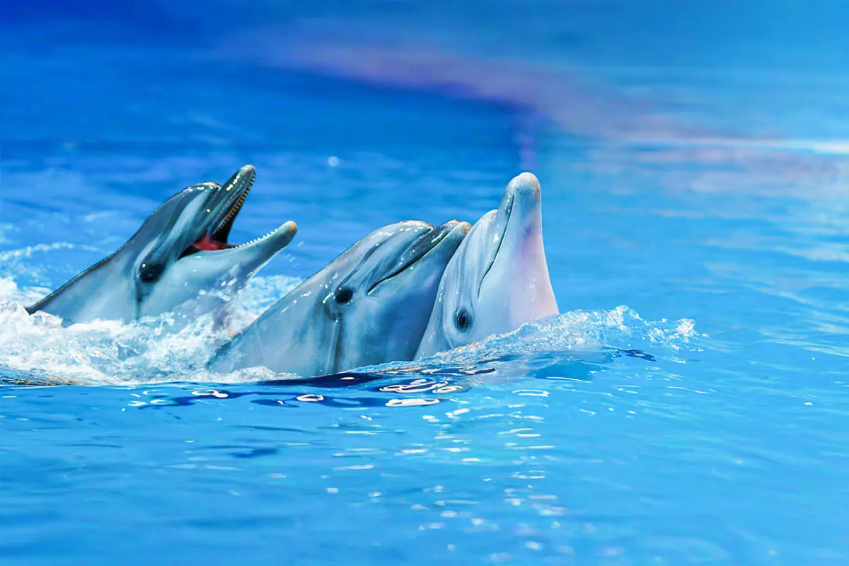 Dolphin and Sea Lion Show in Antalya | Both Way Transfer is Included