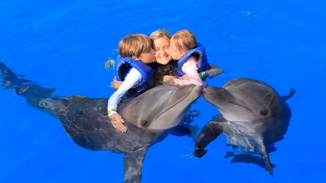 Dolphin Show and Swimming with Dolphins in Antalya | Both Way Transfer is Included