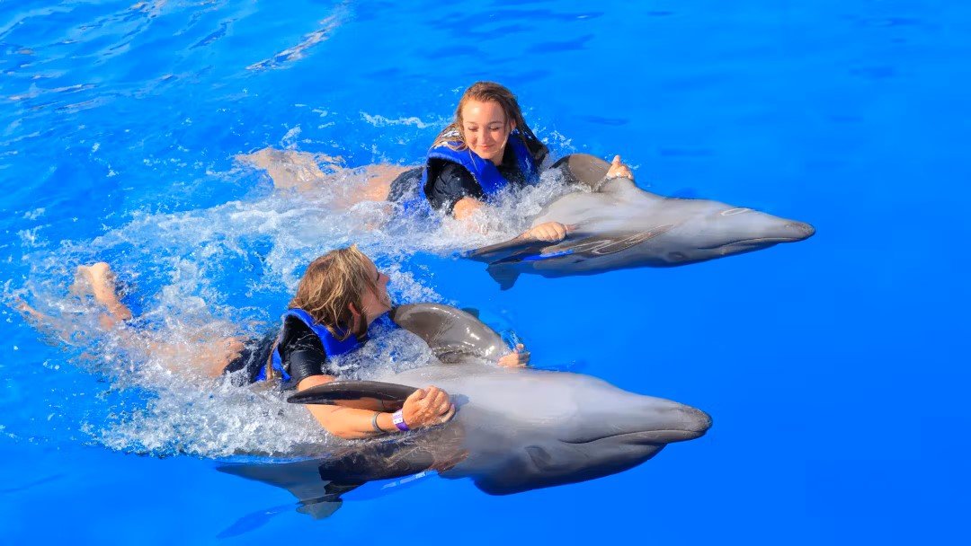 Swimming with Dolphins in Antalya | Both Way Transfer is Included
